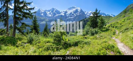 Das Panorama der Berner alpen mit der Jungfrau, dem Mönch und dem Eiger über den almenwiesen. Stockfoto