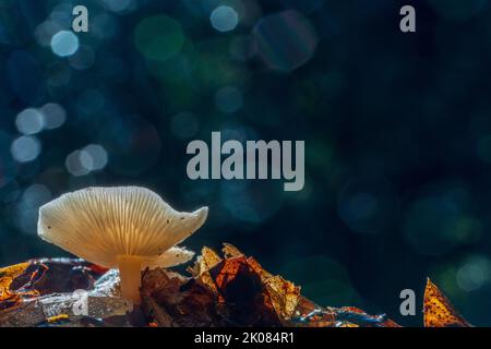 Ein einziger Pilz im herbstlichen Licht lässt sich am Southampton Common, Hampshire, Großbritannien, verfärben Stockfoto