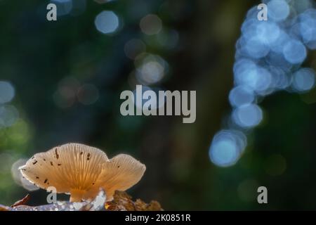 Ein einziger Pilz im herbstlichen Licht lässt sich am Southampton Common, Hampshire, Großbritannien, verfärben Stockfoto