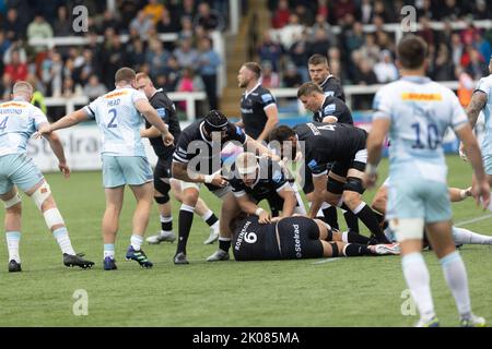 Newcastle, Großbritannien. 10. September 2022. Phil Brantingham von Newcastle Falcons steht während des Spiels der Gallagher Premiership zwischen Newcastle Falcons und Harlequins im Kingston Park, Newcastle, am Samstag, den 10.. September 2022, Wache. (Kredit: Chris Lishman | MI News) Kredit: MI Nachrichten & Sport /Alamy Live News Stockfoto