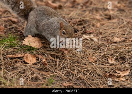 Nahaufnahmen von einem Grauhörnchen, das in einem Park auf dem Boden gefressen und Erdnüsse gegessen hat Stockfoto