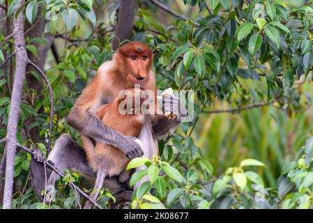 Proboscis Monkey (nasalis larvatus) mit Kleinkind in Labuk Bay Sandakan Stockfoto