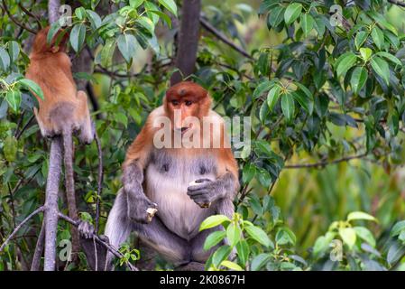 Weiblicher Proboscis-Affe (nasalis larvatus) mit Kleinkind, das am Baumzweig in Labuk Bay Sandakan spielt Stockfoto