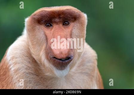 Porträt des männlichen Proboscis-Affen (Nasalis Larvatus) Stockfoto