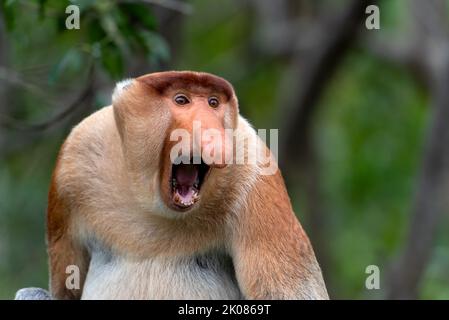 Porträt eines aggressiven männlichen Proboscis-Affen (nasalis larvatus) in Sabah Borneo Malaysia Stockfoto