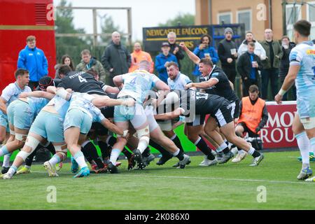 Newcastle, Großbritannien. 10. September 2022. Falken haben einen frühen Versuch gemacht und Josh Barton feiert während des Spiels der Gallagher Premiership zwischen Newcastle Falcons und Harlequins im Kingston Park, Newcastle am Samstag, den 10.. September 2022. (Kredit: Chris Lishman | MI News) Kredit: MI Nachrichten & Sport /Alamy Live News Stockfoto