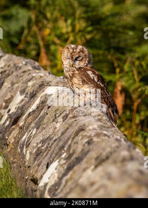 Tawny Owl auf rustikalen Steinmauer thront Stockfoto