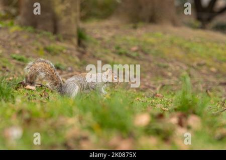 Nahaufnahmen von einem Grauhörnchen, das in einem Park auf dem Boden gefressen und Erdnüsse gegessen hat Stockfoto