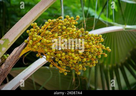 Früchte von grünen Datteln wachsen auf einer Palme in Honduras Stockfoto