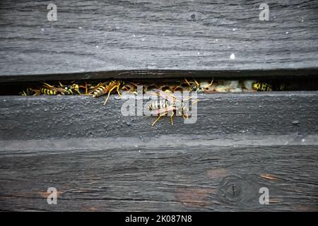 Typisches kleines Nest der Papierwespe, in der Höhle einer hölzernen Hauswand geschaffen Stockfoto