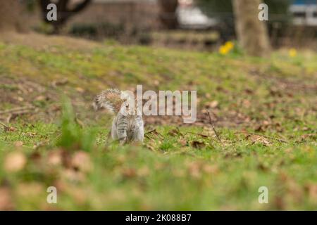 Nahaufnahmen von einem Grauhörnchen, das in einem Park auf dem Boden gefressen und Erdnüsse gegessen hat Stockfoto