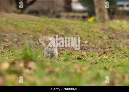 Nahaufnahmen von einem Grauhörnchen, das in einem Park auf dem Boden gefressen und Erdnüsse gegessen hat Stockfoto