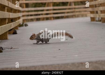 Nahaufnahmen von einem Grauhörnchen, das in einem Park auf dem Boden gefressen und Erdnüsse gegessen hat Stockfoto