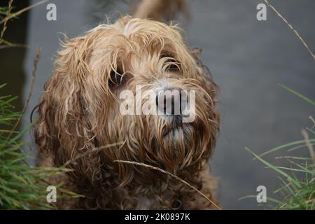 Niedliche Kakadus liebt Schwimmen in Titchfield Kanal Stockfoto