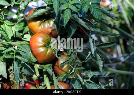 Nahaufnahme von sonnenreifen Bio-Tomaten im hauseigenen Gemüsegarten während der Herbsternte Stockfoto