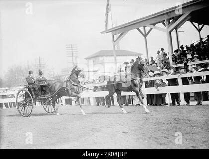 Horse Shows - John Roll Mclean Entries, 1911. Stockfoto