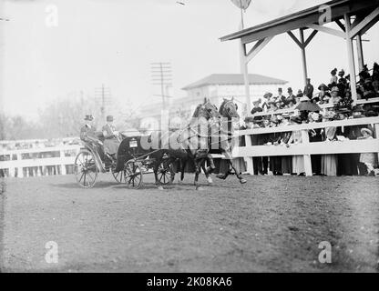 Pferdeshows. Mclean Entries, 1911. Stockfoto