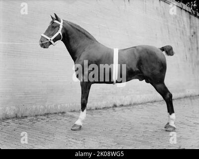 Pferdeshows - Mclean, John Roll. Seine Pferde, 1912. Stockfoto