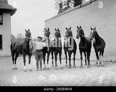 Pferdeshows. Mclean Horses, 1912. Stockfoto