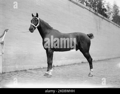 Pferdeshows. Mclean Horses, 1912. Stockfoto