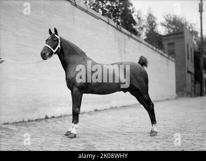 Pferdeshows. Mclean Horses, 1912. Stockfoto