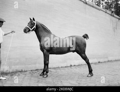 Pferdeshows. Mclean Horses, 1912. Stockfoto