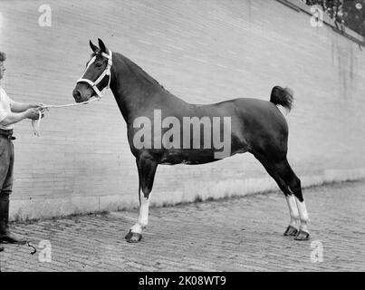 Pferdeshows - Mclean, John Roll. Seine Pferde, 1912. Stockfoto