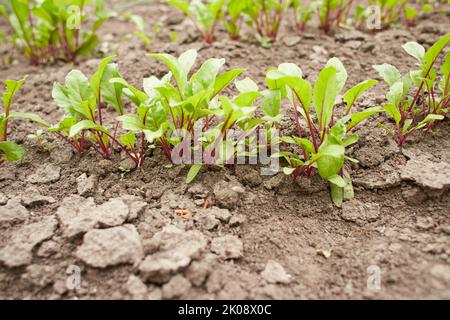 Blatt der Rübenwurzel. Frische grüne Blätter von Rübenwurzel oder Rübenwurzel-Sämling. Reihe von grünen jungen Rüben Blätter Wachstum in Bio-Farm. Closeup Rote Beete verlassen Stockfoto