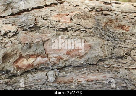 Hintergrund aus Kiefernrinde und Struktur aus Eukalyptus-Baumrinde. Baumrinde mit Flechten. Stockfoto