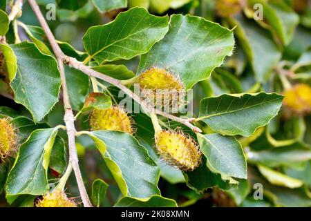 Buche (fagus sylvatica), Nahaufnahme mit Buchennussdärmen oder Früchten, die zwischen den grünen Blättern des gemeinen Baumes wachsen. Stockfoto