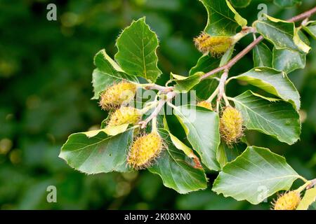 Buche (fagus sylvatica), Nahaufnahme mit Buchennussdärmen oder Früchten, die zwischen den grünen Blättern des gemeinen Baumes wachsen. Stockfoto