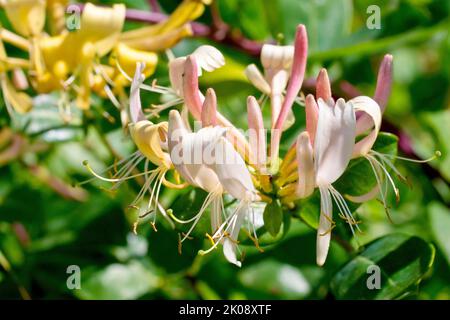 Geißelbär (lonicera periclymenum), Nahaufnahme mit einem einzelnen Blütenkopf und Knospen der bekannten Heckenpflanze. Stockfoto