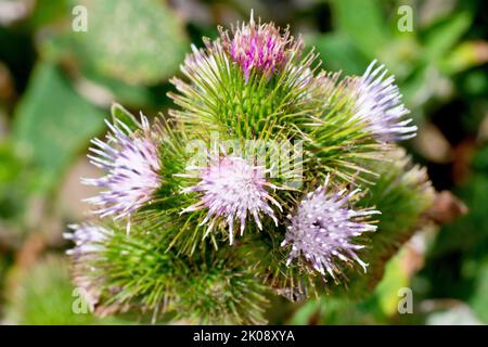 Lesser Klette (arctium minus), Nahaufnahme mit einer Gruppe von einzelnen Blütenköpfen, die jeweils aus mehreren einzelnen Blüten oder Blüten bestehen. Stockfoto