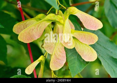 Platane (acer pseudoplatanus), Nahaufnahme einer kleinen Gruppe der bekannten geflügelten Samen oder Früchte, die auf dem Baum reifen. Stockfoto