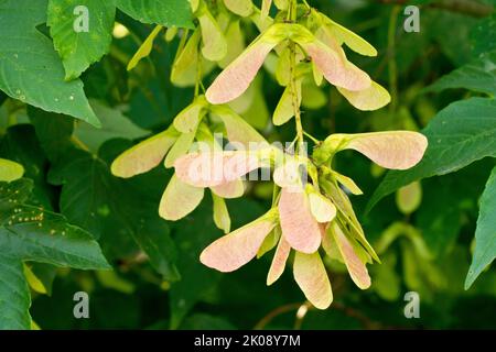 Platane (acer pseudoplatanus), Nahaufnahme einer kleinen Gruppe der bekannten geflügelten Samen oder Früchte, die auf dem Baum reifen. Stockfoto