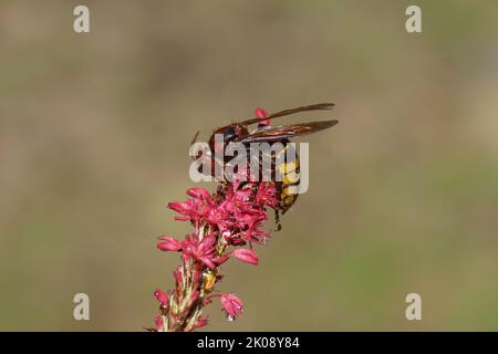 Europäische Hornisse (Vespa crabro) der Familie Vespidae). Auf Blüten von Knotweed, Knogras (Polygonum amplexicaule), Familie Buckwheat (Polygonaceae). Stockfoto