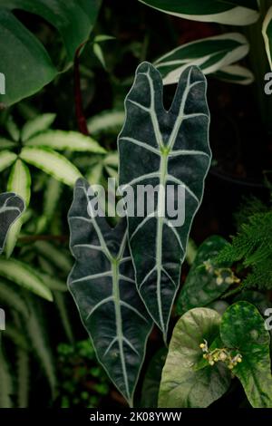 Alocasia micholitziana unter anderem exotischem Laub in einem üppigen tropischen Garten Stockfoto