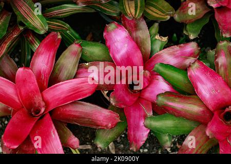 Draufsicht auf die farbenfrohe Neoregelia carolinae oder die erröllende Bromeliade Stockfoto