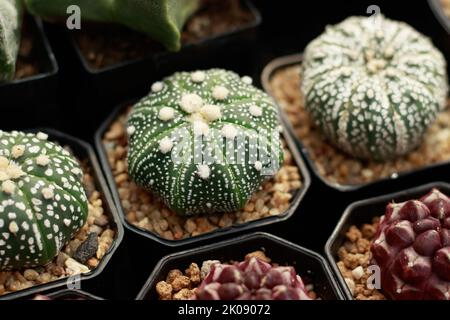 Nahaufnahme eines Astrophytum-Asterias oder Sternkaktus, der in kleinen Töpfen in einem Pflanzenladen vermehrt wird Stockfoto