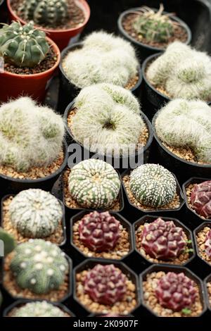 Austrocylindropuntia vestita cristata oder Astrophytum asterias Kaktus sind unter anderem Sukkulenten, die in einem Pflanzenladen ausgestellt sind Stockfoto