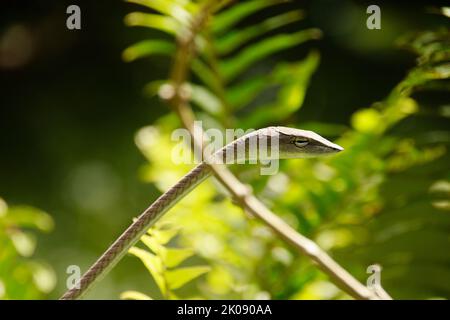 Eine asiatische Weinschlange oder Ahaetulla prasina wartet im Hinterhalt zwischen den Blättern im Bokor National Park in Kampot, Kambodscha Stockfoto