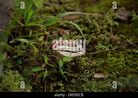 Cyrestis thyodadas oder der gemeinsame Kartenschmetterling, der auf einem moosigen Boden ruht Stockfoto