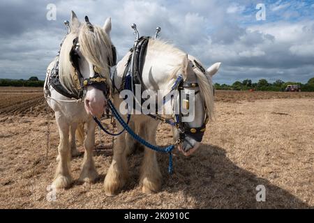 Portrait von zwei weißen Shire-Pferden auf einem Feld, das bereit ist, zu pflügen Stockfoto