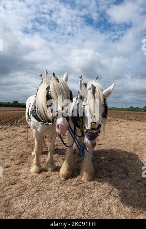 Portrait von zwei weißen Shire-Pferden auf einem Feld, das bereit ist, zu pflügen Stockfoto