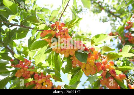 Reife gelb-rote Beeren von süßen Kirschen reifen auf einem Ast Stockfoto