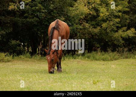 Auf der Wiese im Herbst grast das Pferd im Herbstpark Stockfoto