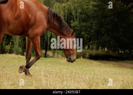 Ein Pferd läuft im Herbst durch eine Wiese und schaut hinunter Stockfoto