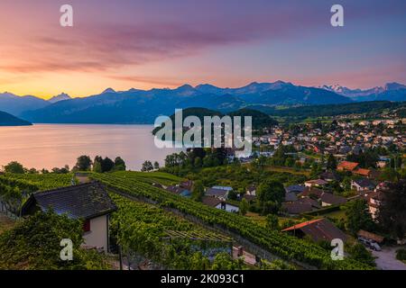 Ein schöner Sommersonnenaufgang in Spiez am Thunersee im Berner Oberland. Spiez gehört zum Schweizer Kanton Bern in der Zentralschweiz. T Stockfoto