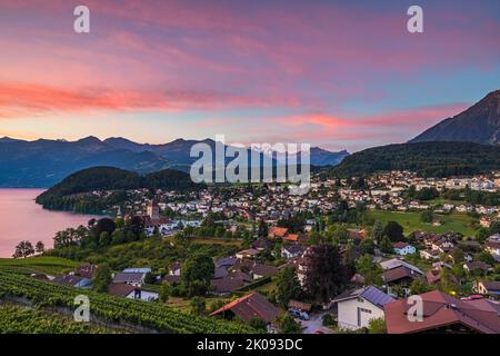 Ein schöner Sommersonnenaufgang in Spiez am Thunersee im Berner Oberland. Spiez gehört zum Schweizer Kanton Bern in der Zentralschweiz. T Stockfoto