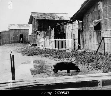 Ecuador - Szenen in Quayaquil [sic], Ecuador, 1912. Straßenszene mit Schwein. Stockfoto